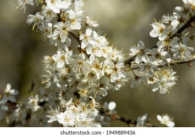 Blackthorn Is One Of The Earliest Flowering Plants In The UK. 