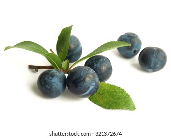 Blackthorn (Prunus Spinosa)