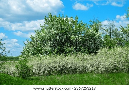 Blackthorn (Prunus spinosa) thornbush. Blooming wild apple tree in the background. Plot of forest-steppe, blooming wild fruit trees. Type of biocenosis close to natural, primal steppe.