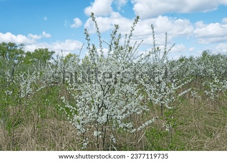 Blackthorn (Prunus spinosa) thornbush. Plot of forest-steppe, blooming wild fruit trees. Type of biocenosis close to natural, primal steppe. Rostov region, Russia