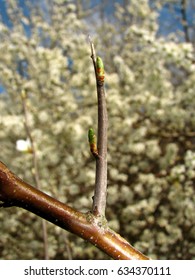 Blackthorn Sloe Prunus Spinosa Thorn Spike Stock Photo 634370111 ...