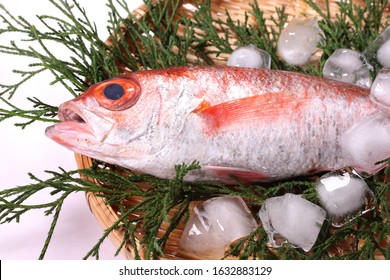 Blackthroat Seaperch Fish Close Stock Photo 1632883129 | Shutterstock