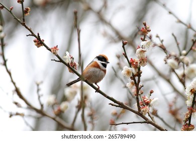 Black-throated bushtit, The black-throated bushtit (Aegithalos concinnus), also known as the black-throated tit, is a very small passerine bird in the family Aegithalidae. - Shutterstock ID 265789490