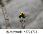 Black-throated green Wabrler (Dendroica virens virens), male in breeding plumage, a Spring Migrant to New York