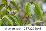 Black-throated green warbler peeking out from leaves.