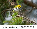 A Black-throated Green Warbler is perched on an evergreen branch. Colonel Samuel Smith Park, Toronto, Ontario, Canada.