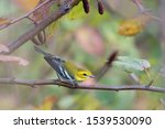 A Black-throated Green Warbler perched in a tree with green leaves in its fall non-breeding plumage.