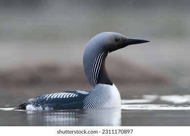 Black-throated loon, arctic loon or black-throated diver (Gavia arctica) swimming in a lake in spring.	