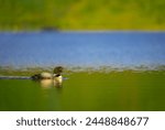 Black-throated loon, Ice diver, arctic loon or black-throated loon (Gavia arctica) swims in a lake in spring.