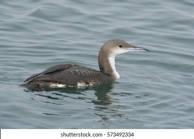 Black-throated Loon(Gavia Arctica)