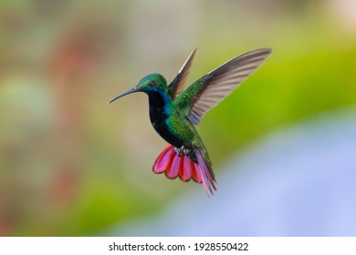 A Black-throated Mango hummingbird (Anthracothorax nigricollis) hovering with his tail spread and smooth background. wildlife in nature. Bird in flight. Hummingbird in garden