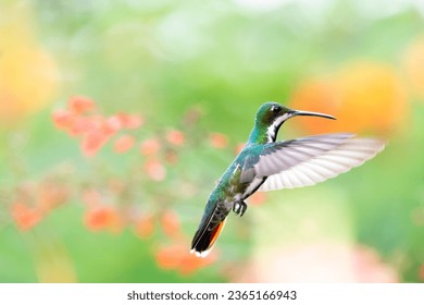 Black-throated Mango hummingbird, Anthracothorax nigricollis flying in a garden with pastel colored background - Shutterstock ID 2365166943