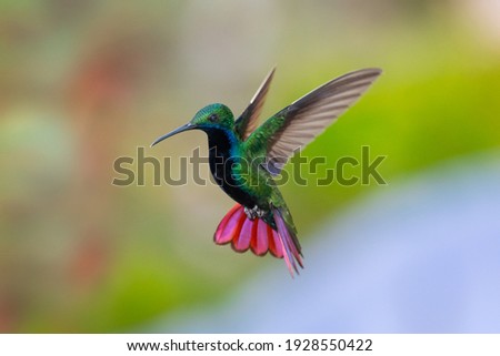 A Black-throated Mango hummingbird (Anthracothorax nigricollis) hovering with his tail spread and smooth background. wildlife in nature. Bird in flight. Hummingbird in garden