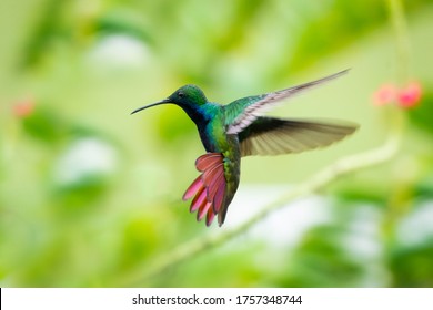 A Black-throated Mango hummingbird hovering with his tail flared and lush foliage blurred in the background.