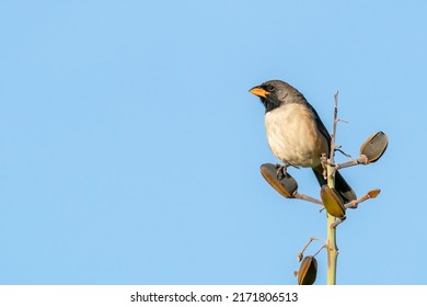 A Black-throated Saltator is perched on top of a branch in Pompeú, Minas Gerais State, Brazil - Shutterstock ID 2171806513