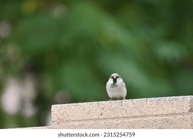 Black-throated sparrow perched in a backyard - Shutterstock ID 2315254759