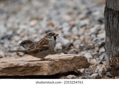 Black-throated sparrow perched in a backyard - Shutterstock ID 2315254761