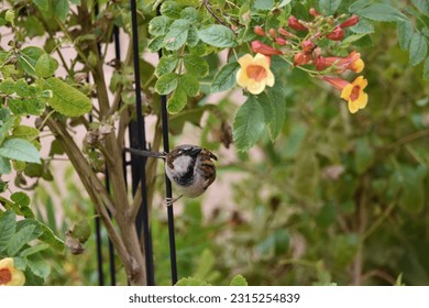 Black-throated sparrow perched in a trumpet vine - Shutterstock ID 2315254839