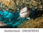 Blacktip ocean shark swimming in tropical underwaters. Sharks in underwater world. Observation of animal world. Scuba diving adventure in South Africa coast of RSA