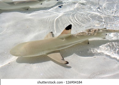 Blacktip Reef Shark