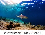 Blacktip reef shark (Carcharhinus melanopterus) swims along the reef edge in the tropical sea