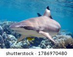 Blacktip Reef Shark, Carcharhinus melanopterus, swimming over Coral Reef. With Pilot fish, Gnathanodon speciosus. Uepi, Solomon Islands
