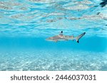 Blacktip reef shark carcharhinus melanopterus swimming in lagoon	