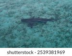 blacktip reef shark (Carcharhinus melanopterus) Papua, Indonesian