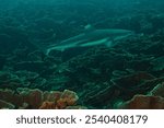 blacktip reef shark (Carcharhinus melanopterus) Papua, Indonesian