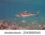 blacktip reef shark (Carcharhinus melanopterus) Papua, Indonesian