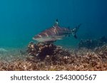 blacktip reef shark (Carcharhinus melanopterus) Papua, Indonesian