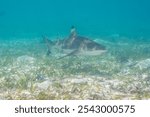 blacktip reef shark (Carcharhinus melanopterus) Papua, Indonesian