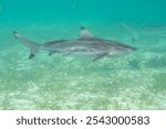 blacktip reef shark (Carcharhinus melanopterus) Papua, Indonesian