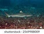 blacktip reef shark (Carcharhinus melanopterus) Komodo, Indonesian