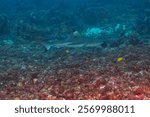 blacktip reef shark (Carcharhinus melanopterus) Komodo, Indonesian