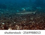 blacktip reef shark (Carcharhinus melanopterus) Komodo, Indonesian