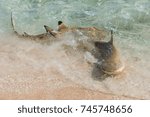 Blacktip reef shark, Carcharhinus melanopterus, swimming on the shore and fighting for food 
