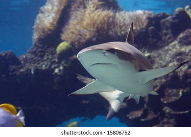 Blacktip Reef Shark (Carcharhinus melanopterus) swimming over tropical coral reef.
