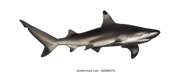 Blacktip reef shark, Carcharhinus melanopterus, isolated on white