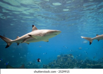 Blacktip Reef Shark (Carcharhinus melanopterus) swimming over reef.