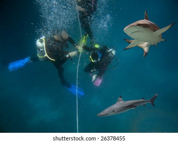 Blacktip Reef Shark (Carcharhinus melanopterus) swimming over divers on gass off line.