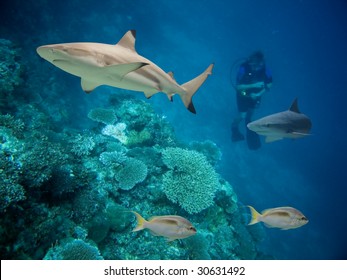 Blacktip Reef Shark (Carcharhinus melanopterus) swimming over tropical coral reef.
