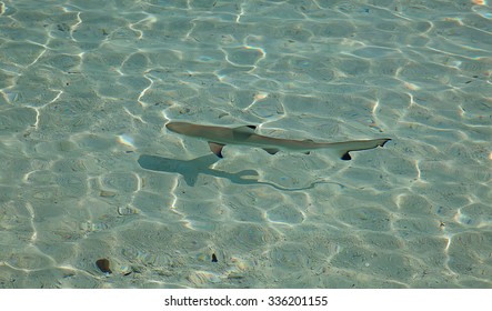 Blacktip reef shark (Carcharhinus melanopterus) in the shallow water