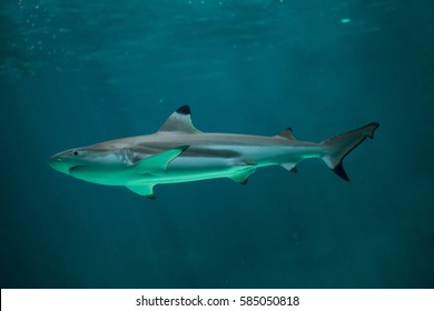 Blacktip reef shark (Carcharhinus melanopterus). Marine fish.