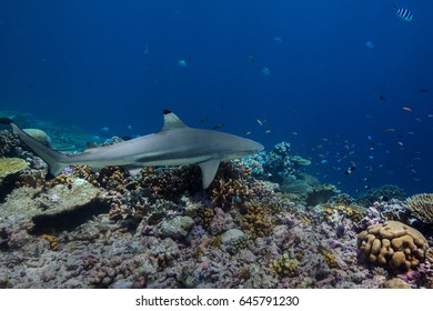 Blacktip Reef Shark (Carcharhinus melanopterus) swimming over tropical coral reef. Seychelles