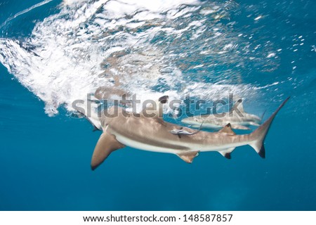 A Blacktip reef shark (Carcharhinus melanopterus) attempts to feed in a tropical lagoon.  This species of elasmobranch tends to spend much of its time in shallow waters near coral reefs.