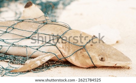 blacktip reef shark dead in ghost fishing net on beach, environmental conservation concept, marine litter animals, pollution ocean fish
