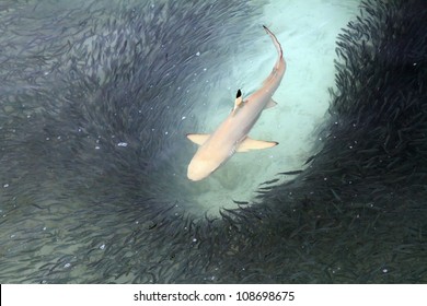 Blacktip reef shark feeding in shallow waters