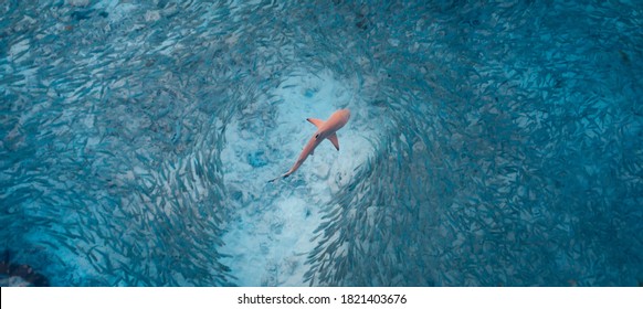 Blacktip Reef Shark hunting in a shoal of fish. Sea life ecosystem. Wild baby black tip reef shark from above in tropical clear waters school of fish. Turquoise marine aqua background wallpaper. Asia.