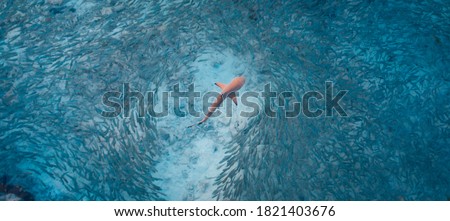 Blacktip Reef Shark hunting in a shoal of fish. Sea life ecosystem. Wild baby black tip reef shark from above in tropical clear waters school of fish. Turquoise marine aqua background wallpaper. Asia.